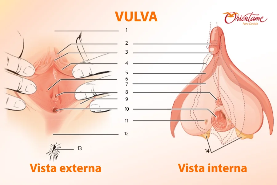 Ilustración con vista externa e interna de la vulva.